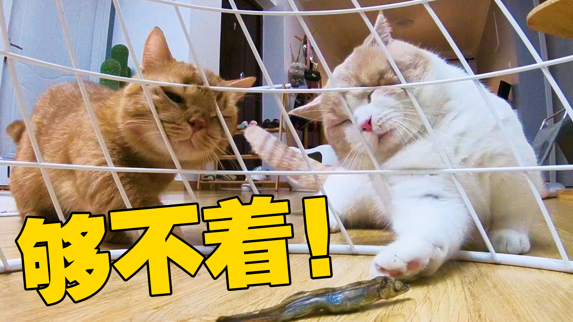 把吃的放笼子里猫会怎么办?这智商,基本告别吃饭了
